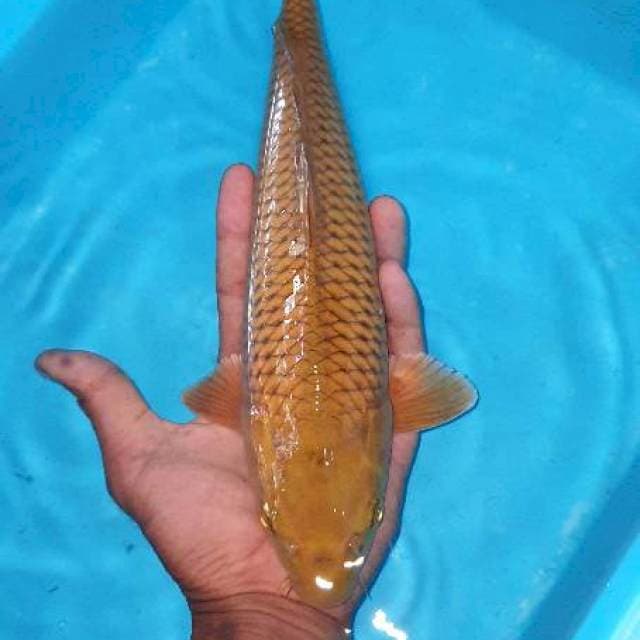 Cagoi coklat bagus