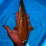Cagoi coklat bagus