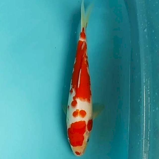 🆕kucibeni kohaku 26cm