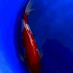 Kohaku f1 strong