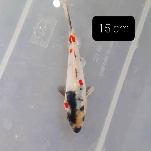 Doitsu 15 cm