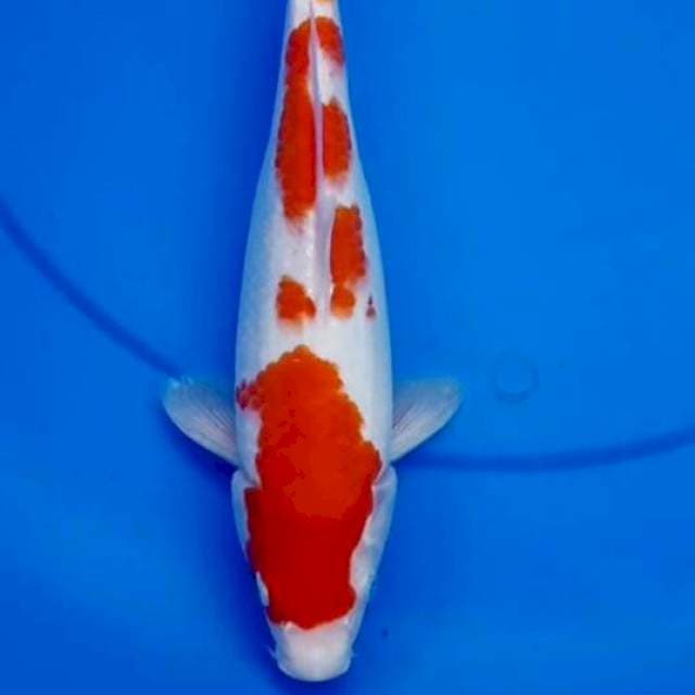 28cm KOHAKU RAPI