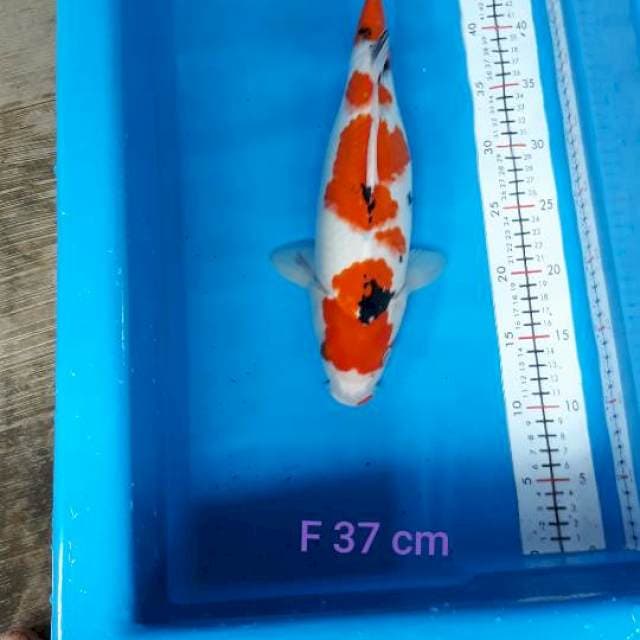 Sanke F 37 cm