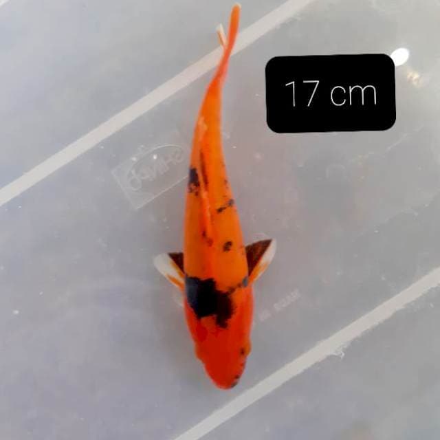 Doitsu 17 cm