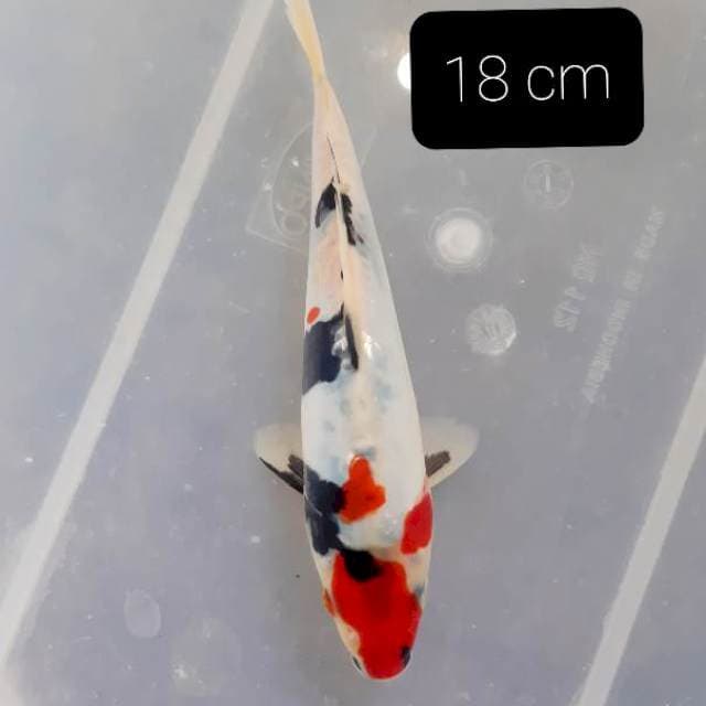 Doitsu 18 cm
