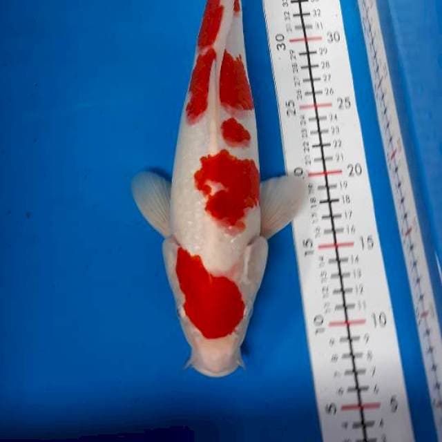 Maruten kohaku M 35 cm