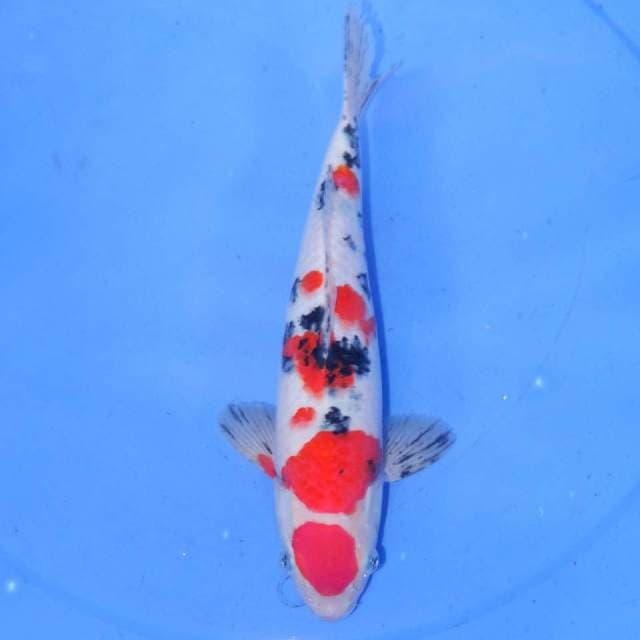 29cm MARUTEN SANKE