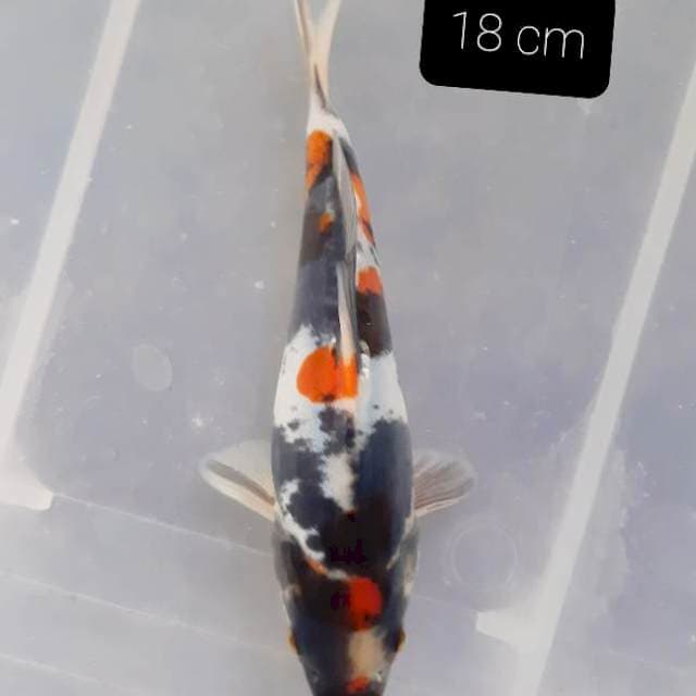 Doitsu kindai 18 cm