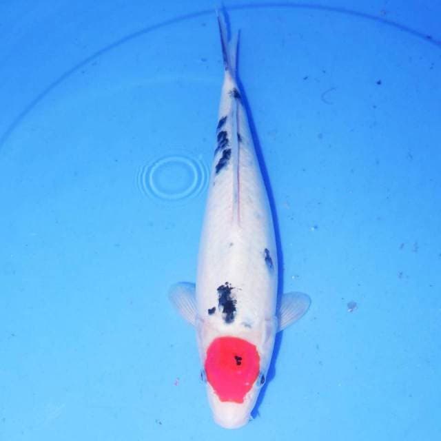 28cm ORI TANCHO SANKE