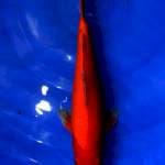 Benigoi 30cm 