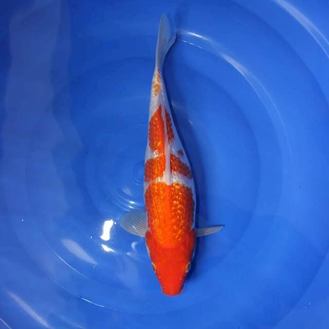 Kohaku gindrin 30bu