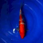 Kohaku gindrin 30bu 