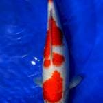 Kohaku female 35cm