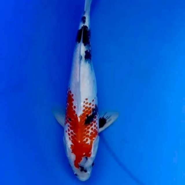 28cm KANOKO SHOWA
