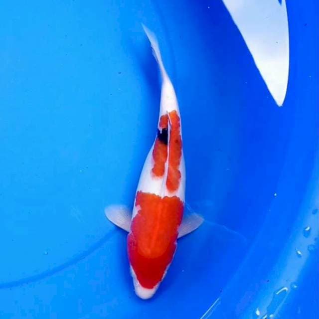 27cm SANKE SHORT BODY