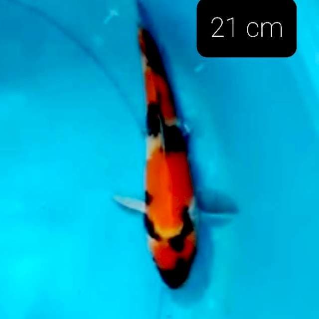 Bakalan 26 cm
