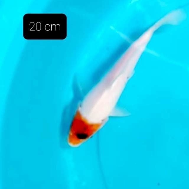 Tancho 20 cm