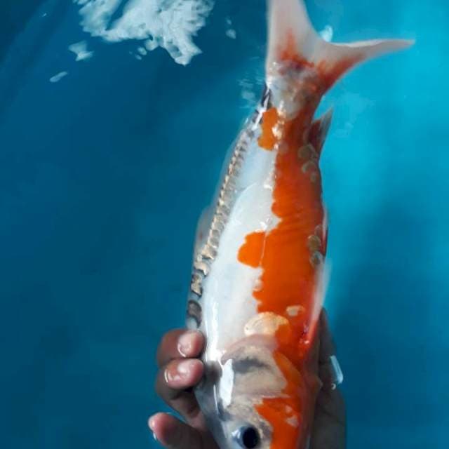 Shusui 35 cm