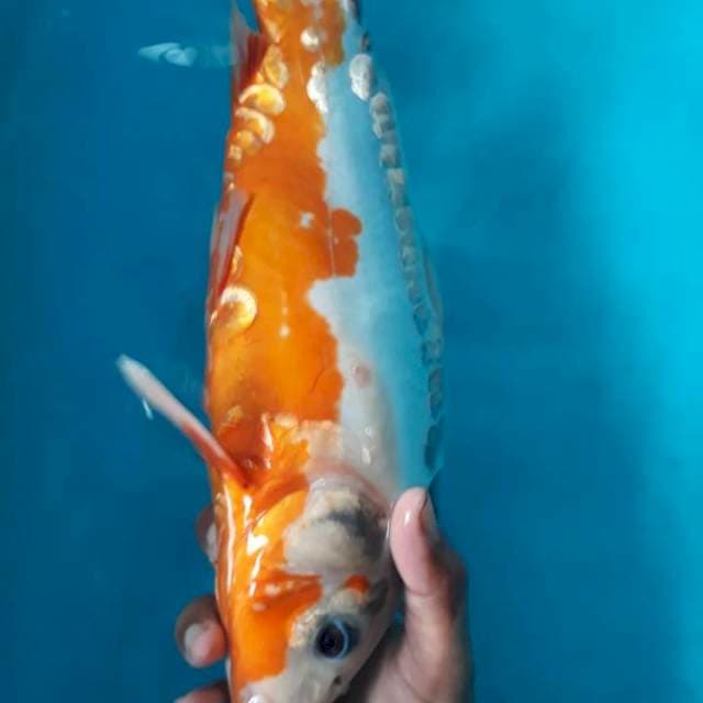 Shusui 35 cm