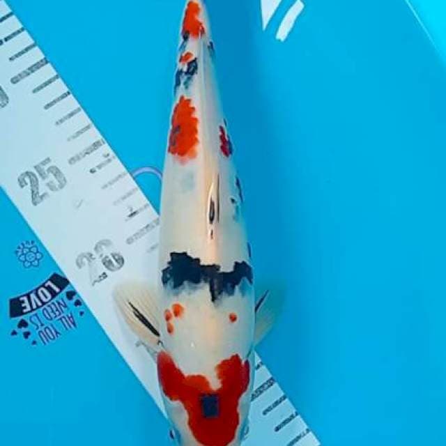 Sanke 29cm