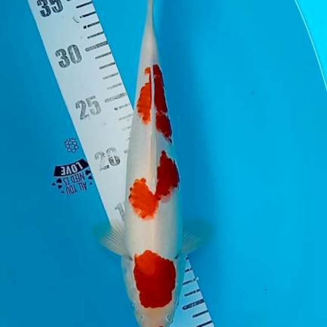 Kohaku 33cm