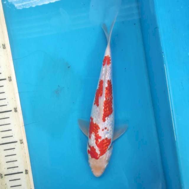 Kohaku gidrin, 24cm
