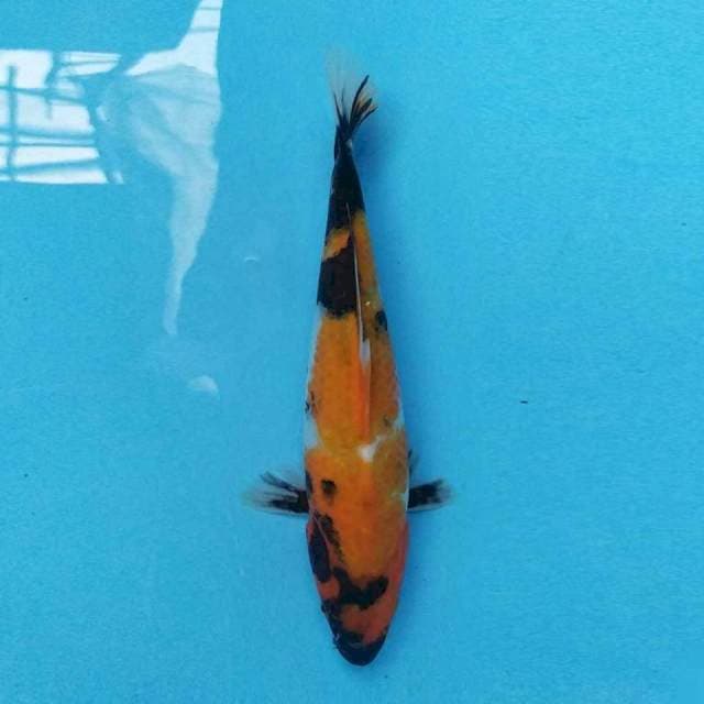 Showa 28 cm