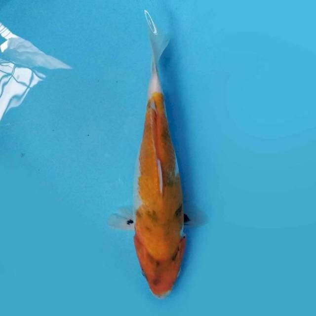 Showa Tategoi 28 cm