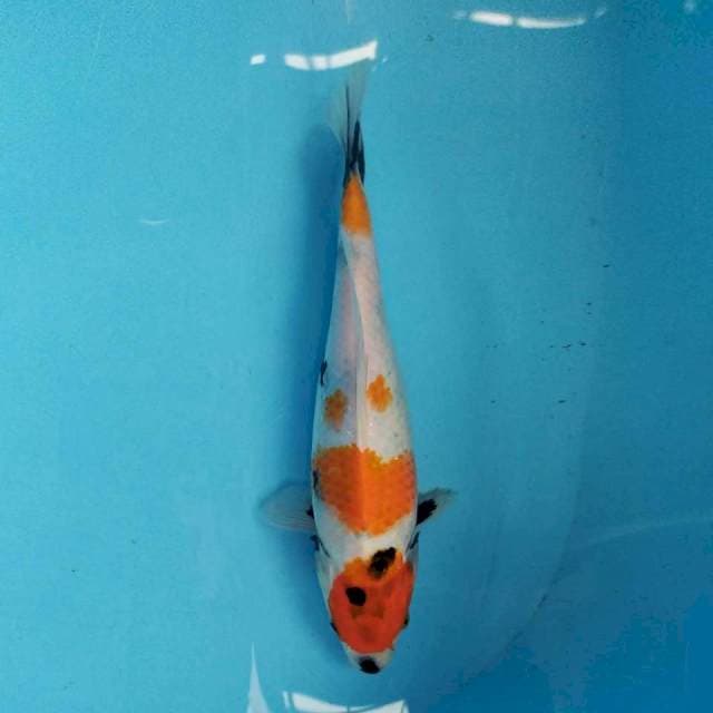 Showa 28 cm