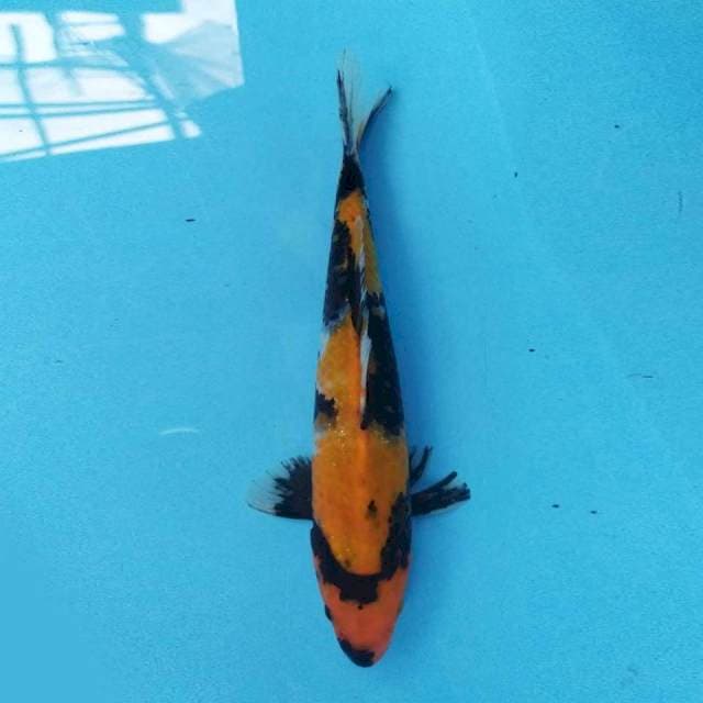 Showa 27 cm