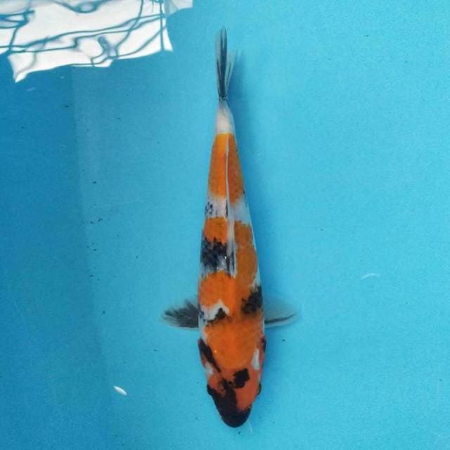 Showa 27 cm