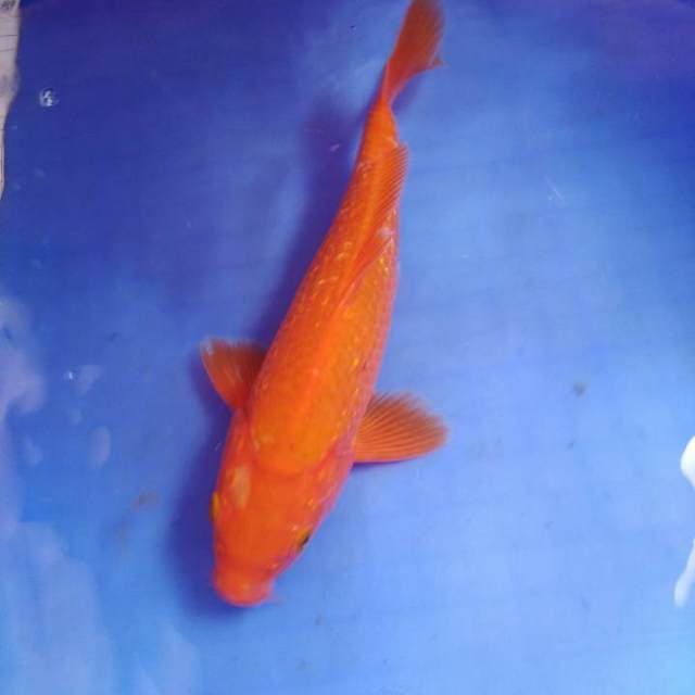 Benigoi ginrin