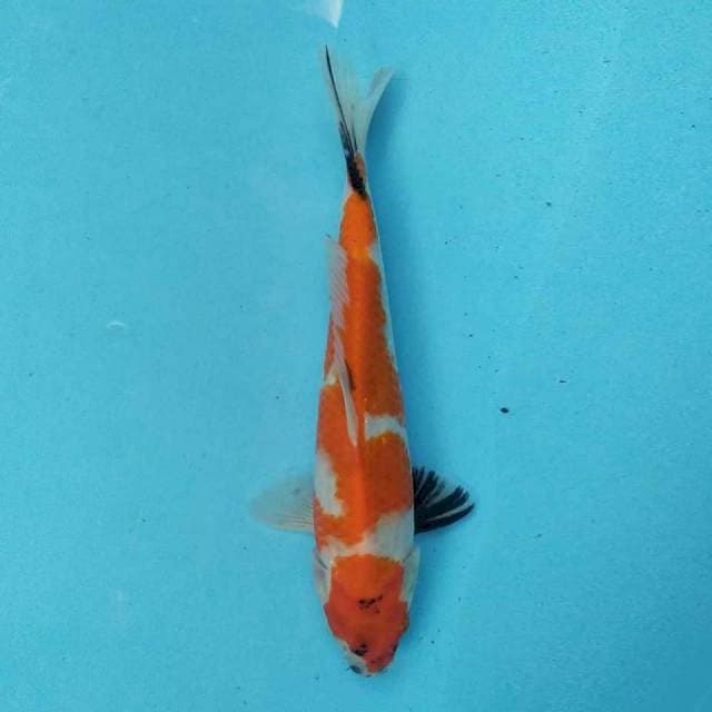Kindai Showa 26 cm