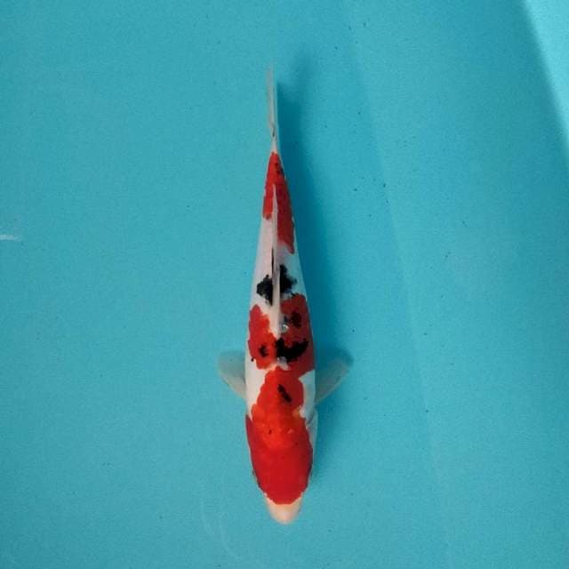 Sanke Doitsu 26 cm