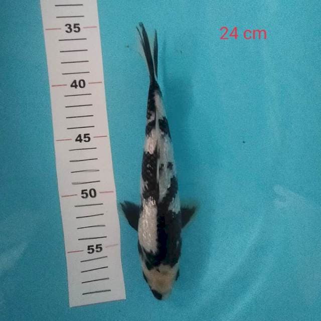 Shiro Ginrin 24cm