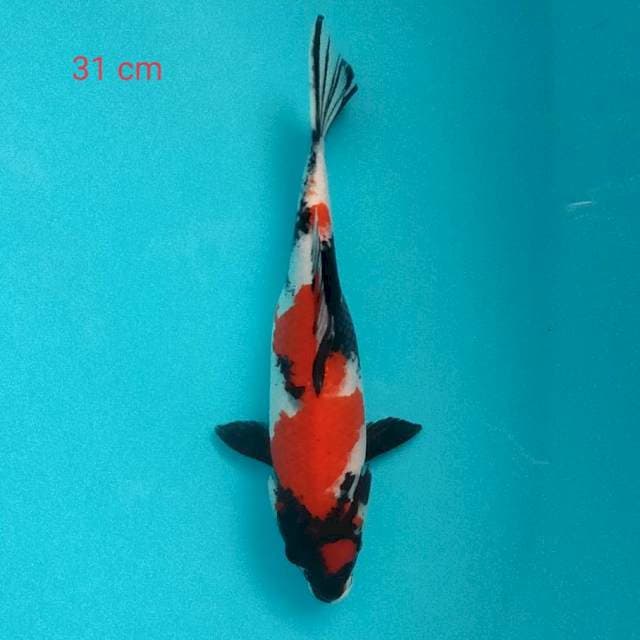 Showa 31 cm