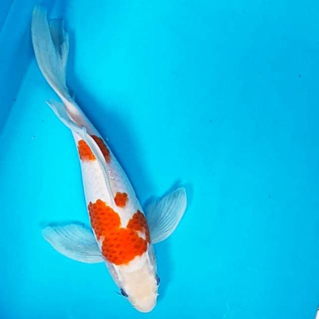 Kumpay kohaku jos 27cm