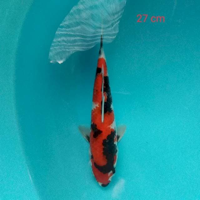 Showa motogoro 27cm