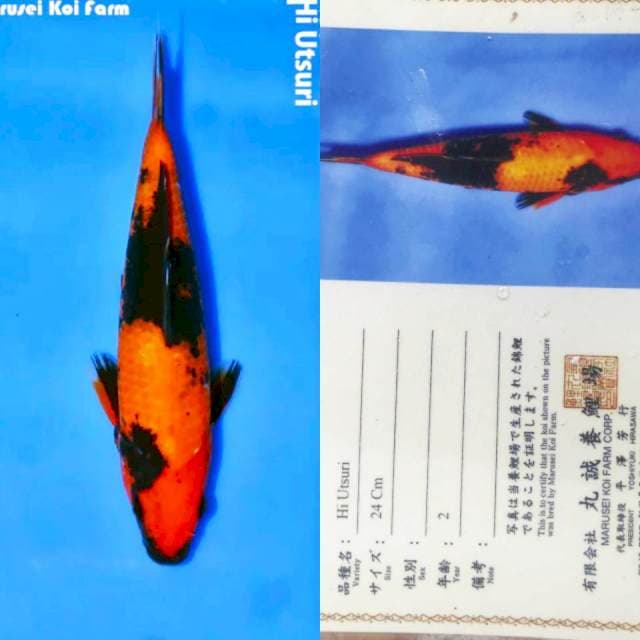 Hi Utsuri 24cm Marusei Koi Farm