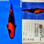 Hi Utsuri 24cm Marusei Koi Farm