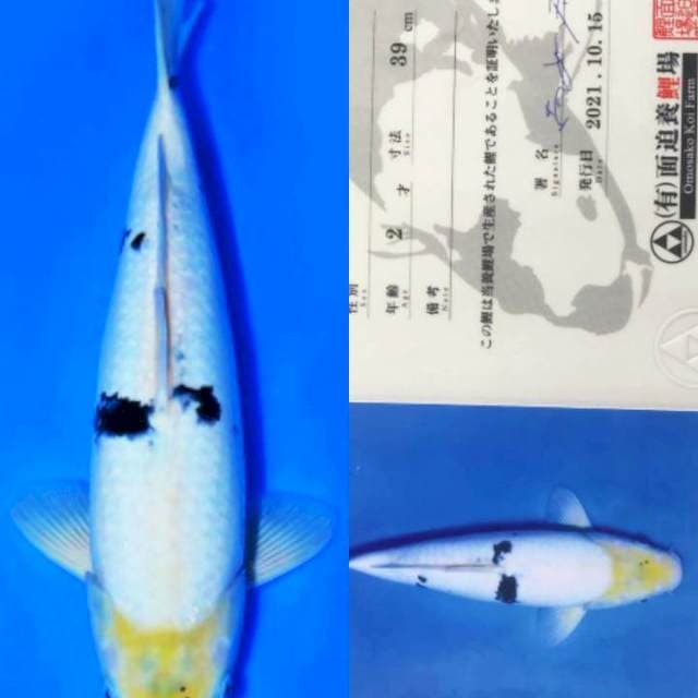 Shiro 39cm Omosako Koi Farm