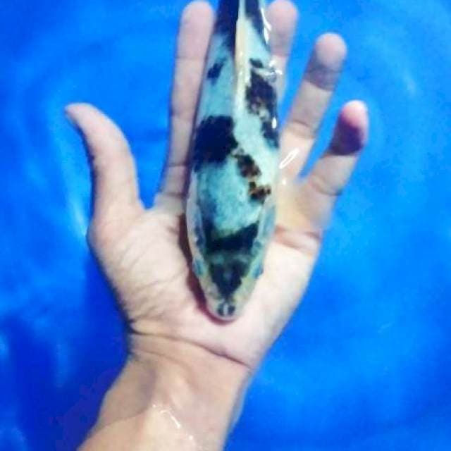 goromo 23 cm