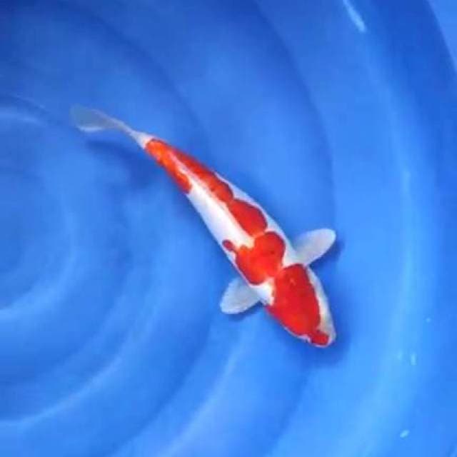 kohaku doitsu 31cm fm