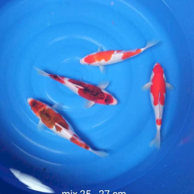 2 GOROMO & 2 KOHAKU