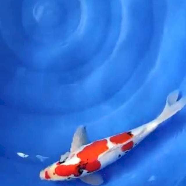 sanke doitsu 34cm jantan