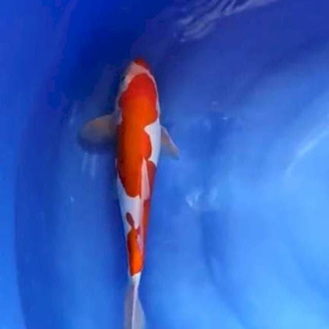 kohaku doitsu 33cm jantan