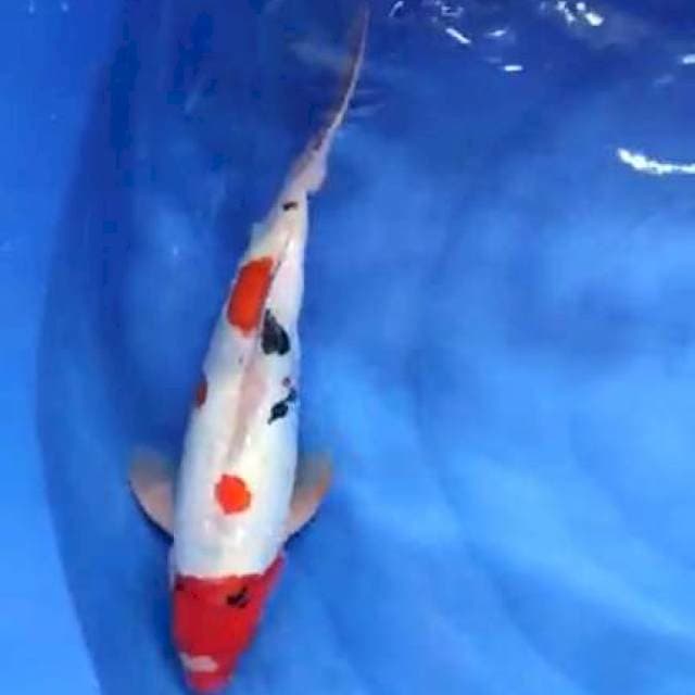 sanke doit 40cm jantan