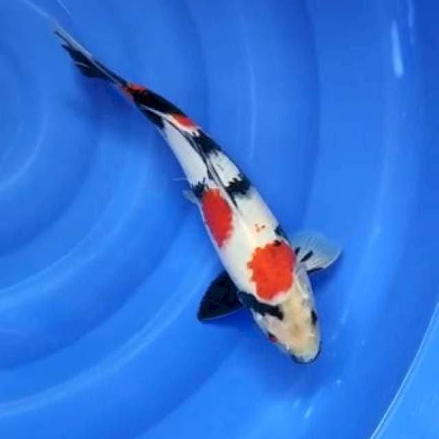 showa 34cm fm strong