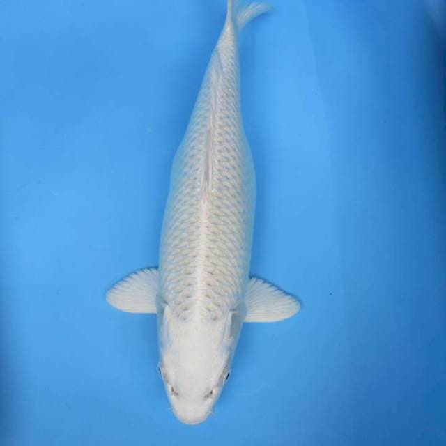 White platinum
