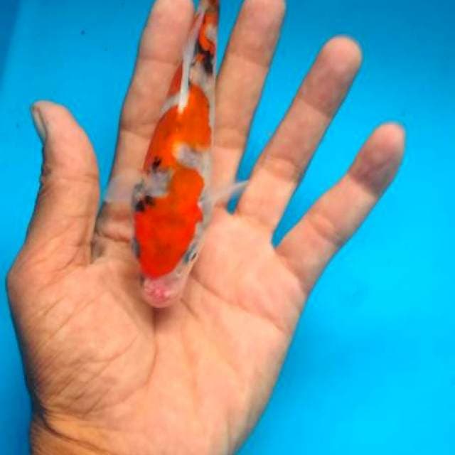 showa 17 cm